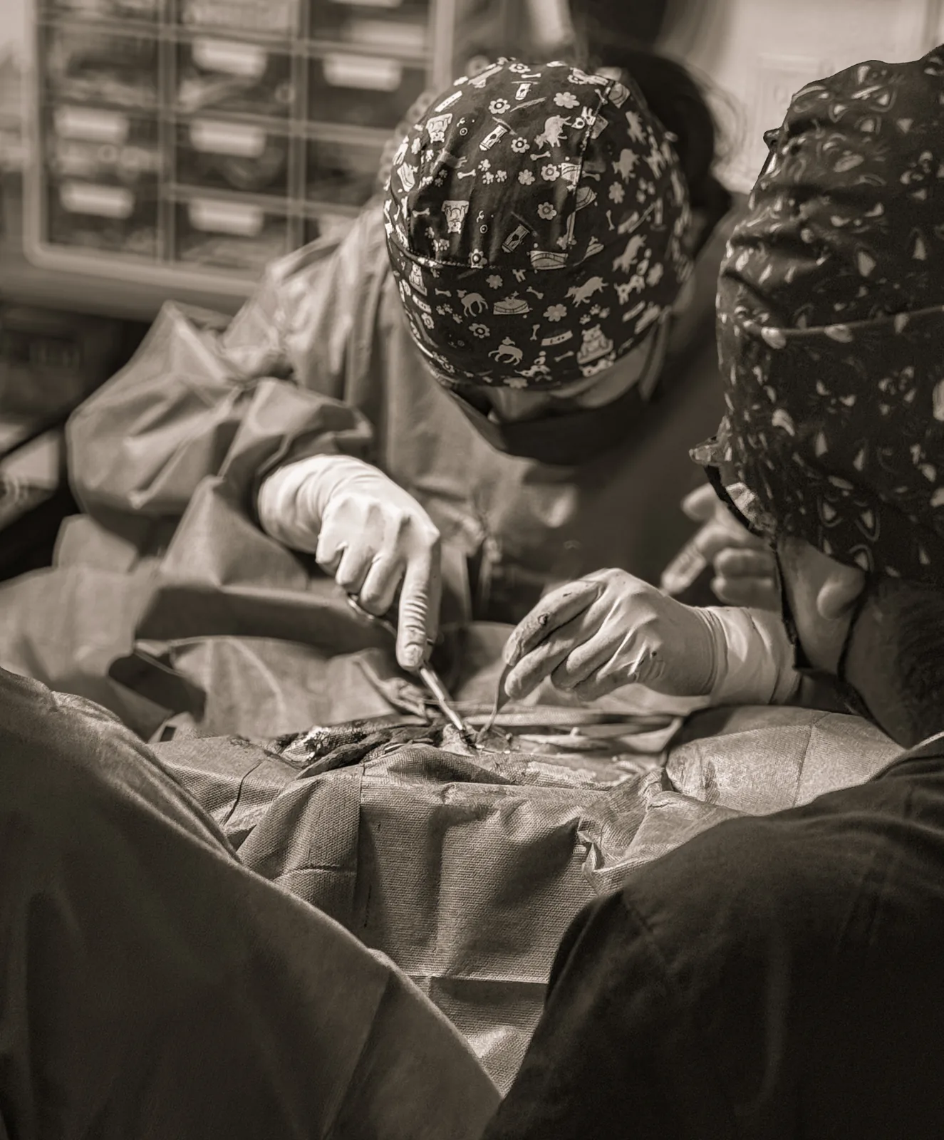Procedimiento quirúrgico veterinario