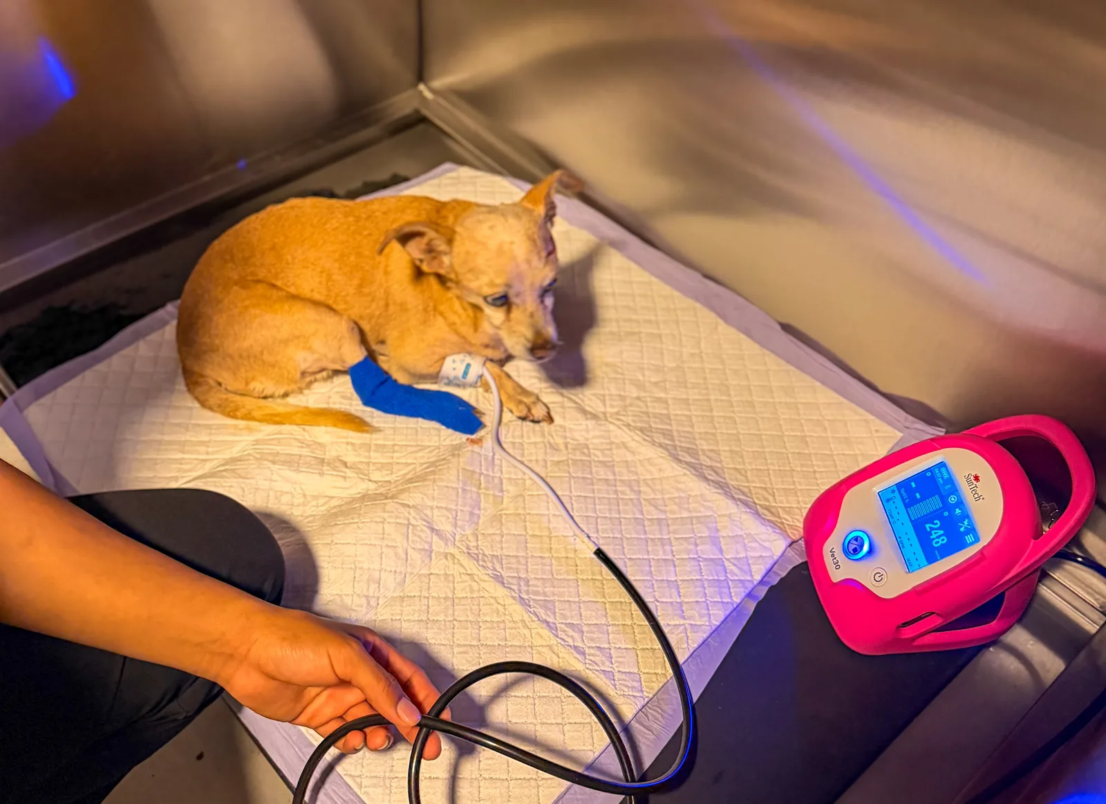 Consulta veterinaria con perro en revisión