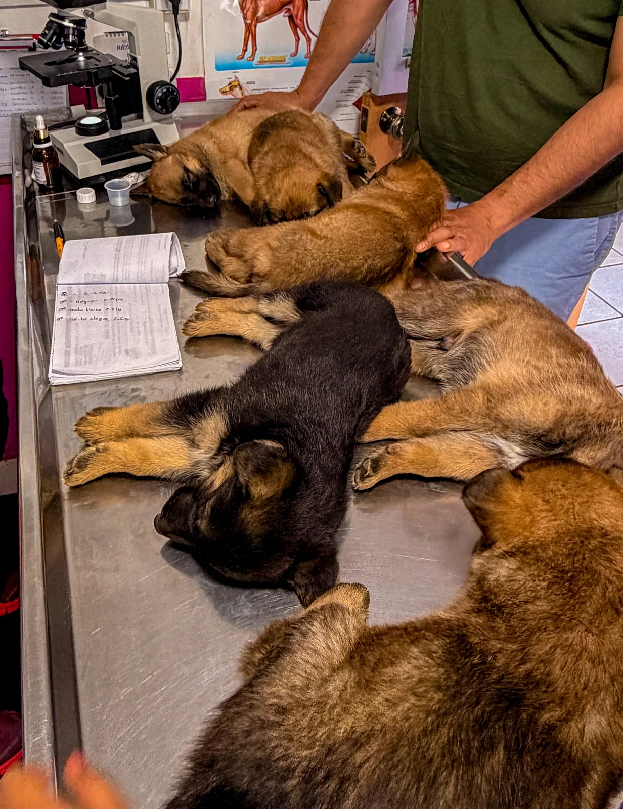 Clínica veterinaria Ángel's Cabo San Lucas
