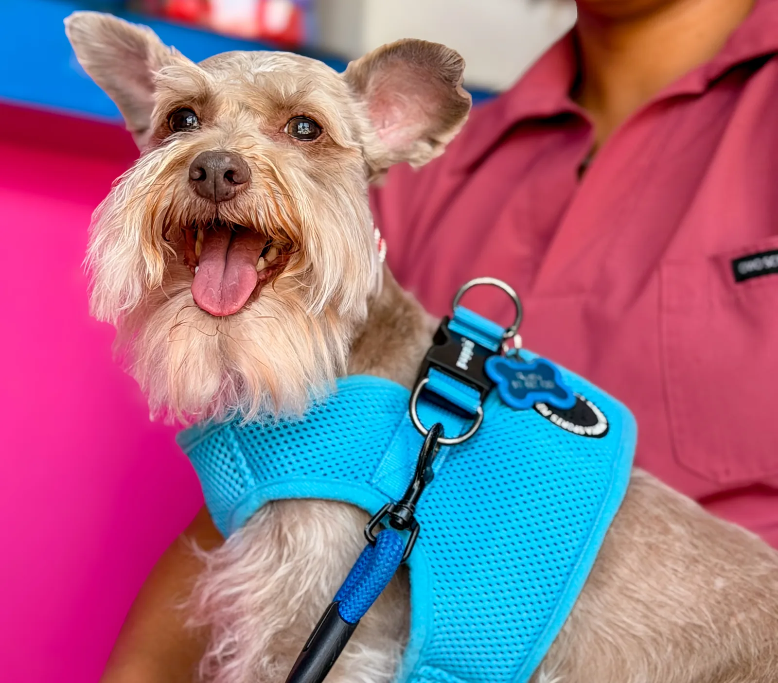 Grooming en Veterinaria Ángel's