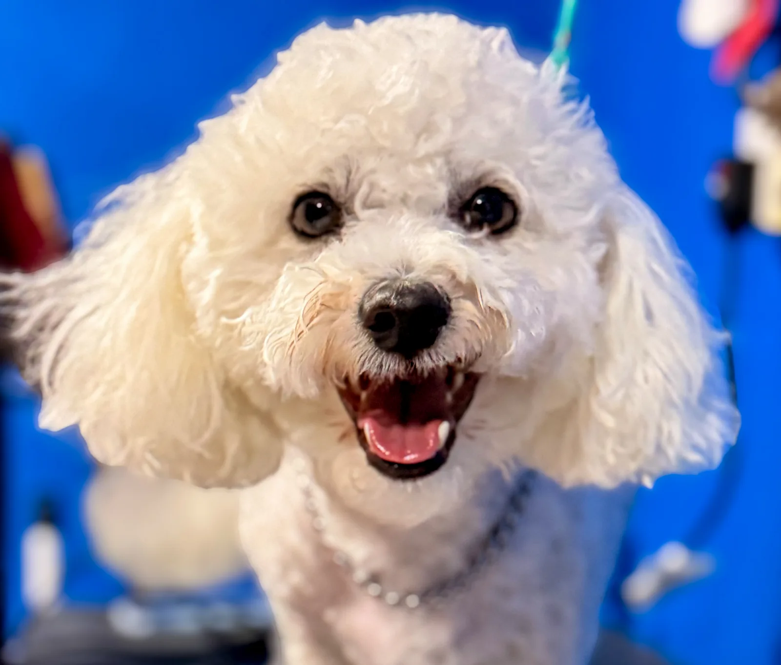 Grooming en Veterinaria Ángel's